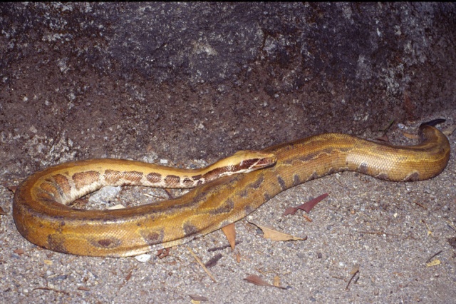 Découverte de nouvelles espèces autour du Mékong Python10