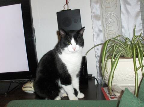 Trouve Chat Noir Et Blanc A Toulouse Purpan Trouve Chat Noir Et Blanc A Toulouse Purpan