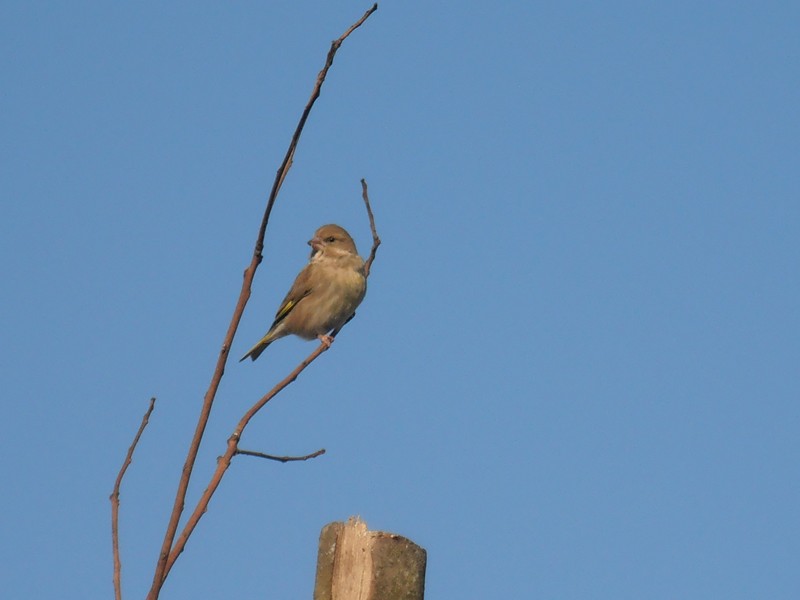 Les photos de Ptit moineau des oiseaux qui viennent à ma mangeoire !! - Page 3 P1170113