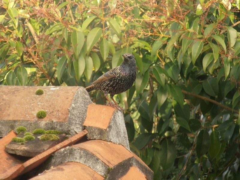 Les photos de Ptit moineau des oiseaux qui viennent à ma mangeoire !! - Page 10 Pc260115