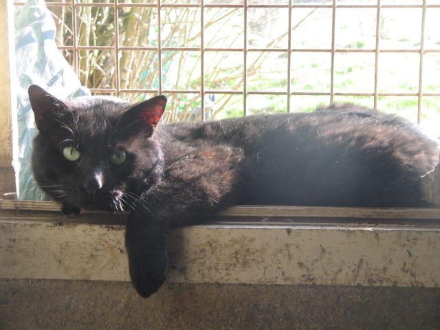 Maousse chat noir reconnaissant a besoin d'un foyer! 034apu10