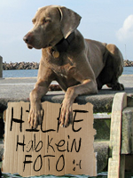 Weimaranerfotos im Portal (für Gäste sichtbar) Keinfo10