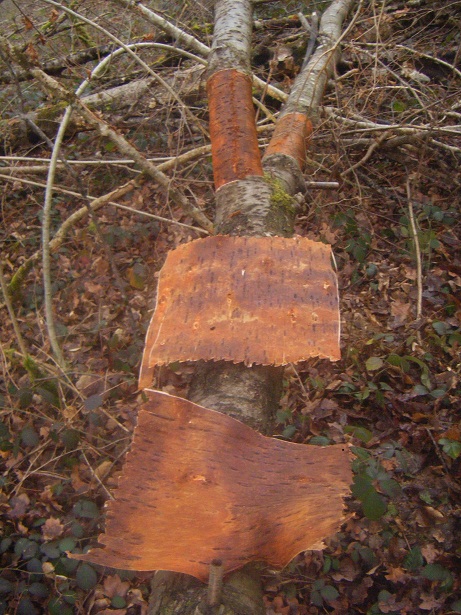 [DIY - Technique bushcraft] fabriquer un contenant en écorce d'arbre Dscf1810