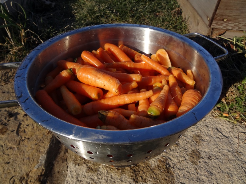 More Carrots Januar11