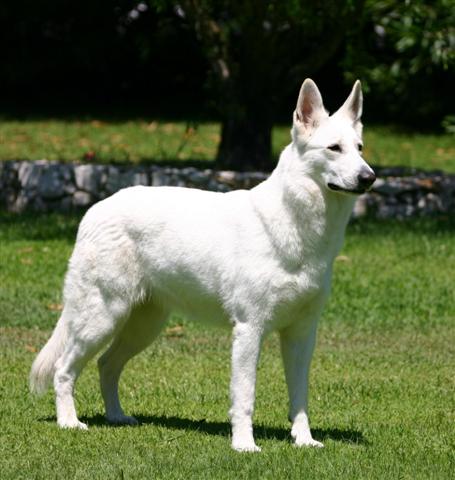 Chiens Croisés:le Berger Blanc Suisse x Husky de sibérie Clickh13