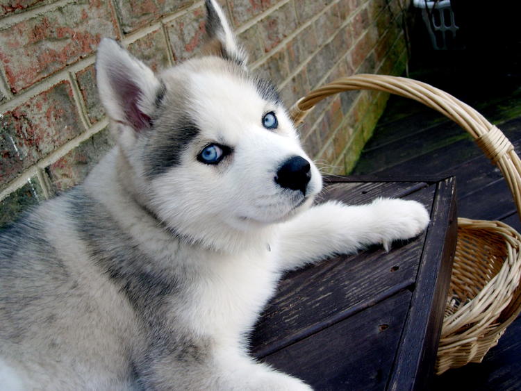 Chiens Croisés:le Berger Blanc Suisse x Husky de sibérie Clickh18