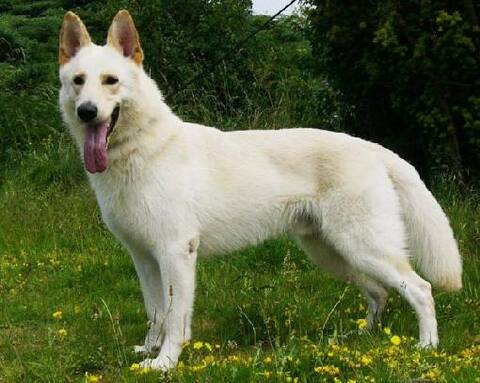 Chiens Croisésle Berger Blanc Suisse X Husky De Sibérie