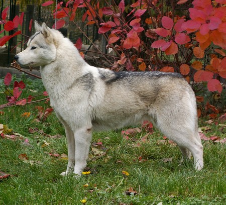 Chiens Croisés:le Berger Blanc Suisse x Husky de sibérie