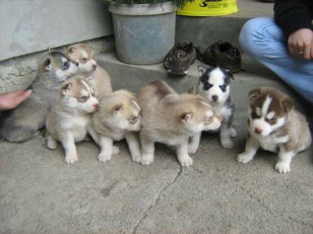 Chiens Croisésle Berger Blanc Suisse X Husky De Sibérie