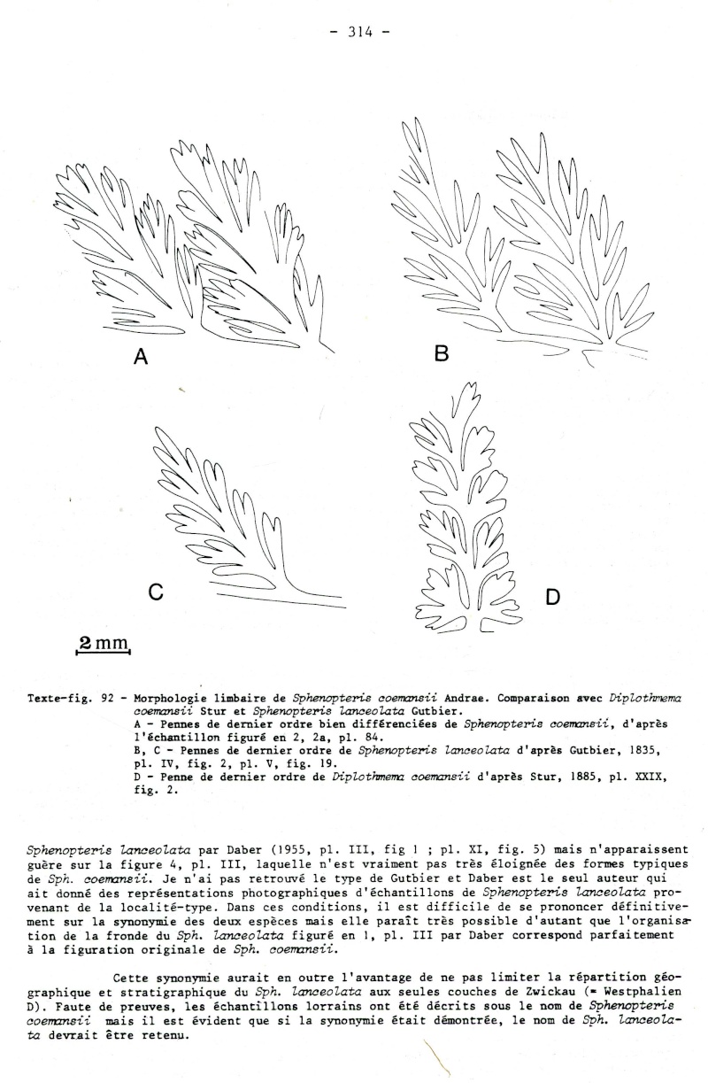 Rhodeites  Urnatopteris   Spheno12