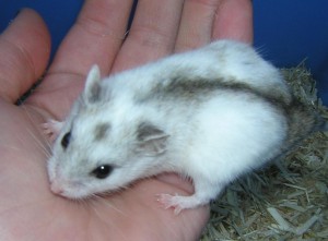 Hamster Chinois Chinoi12