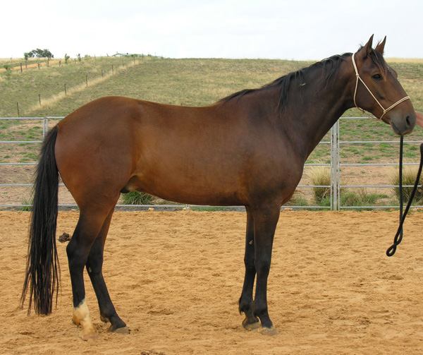 Paso Fino gelding Romeo110