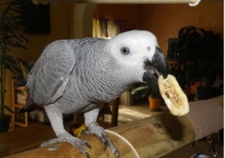 attention arnaque : "Coco, le perroquet gris du Gabon" !!! 1c60cc10