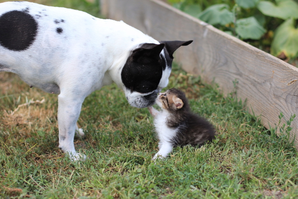 Varian, petit chaton recueilli 10d88010