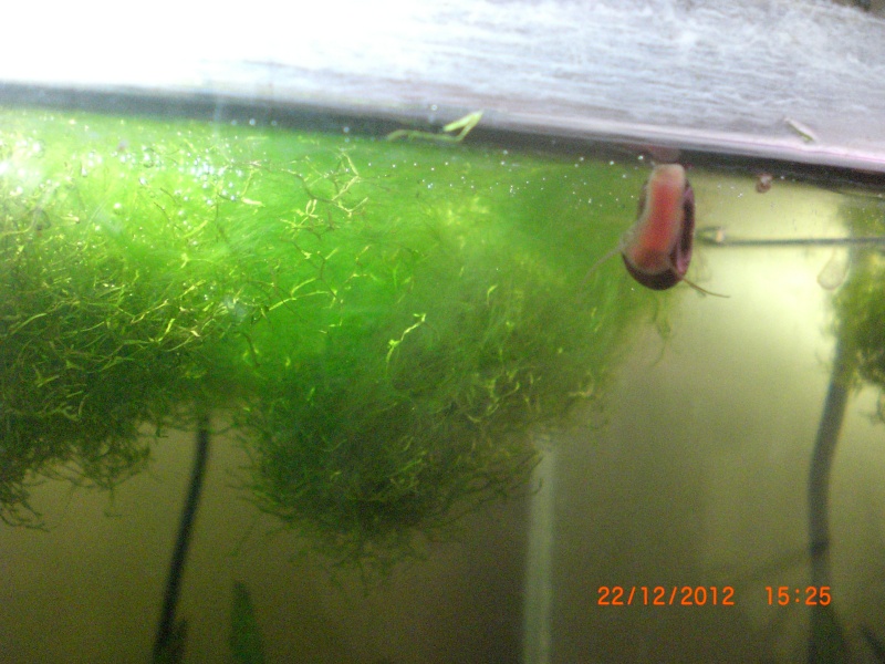 algues dans le Riccia Cimg0913