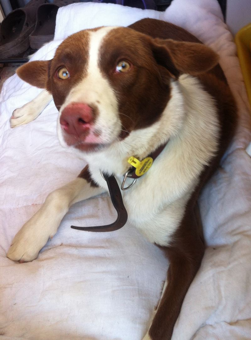 URGENT - Home required for Border Collie x Kelpie 03910