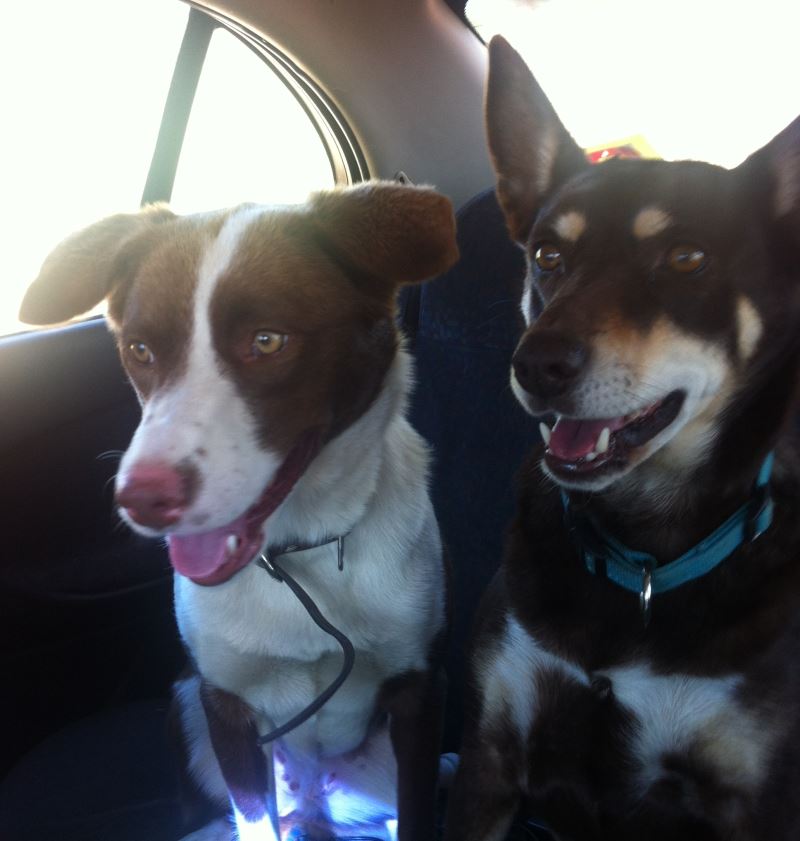 URGENT - Home required for Border Collie x Kelpie B_00110