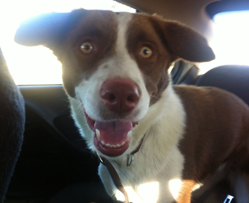 URGENT - Home required for Border Collie x Kelpie B_00410