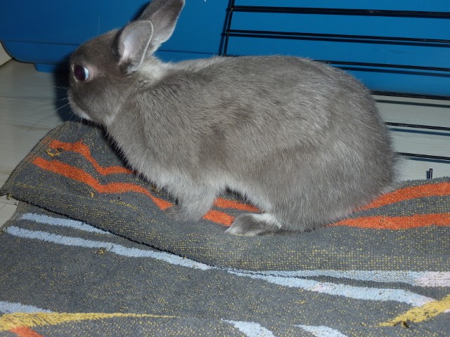 Rodney, lapin mâle 3,4 mois FREE 55106610