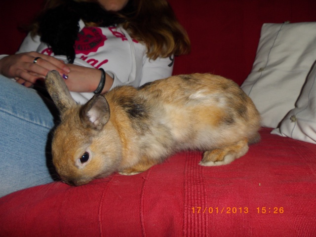 Roméo, lapin mâle FREE 80335710