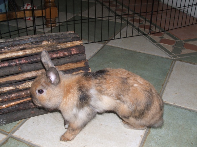 Roméo, lapin mâle FREE 83838610