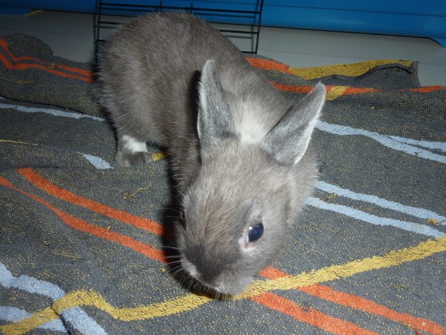 Rodney, lapin mâle 3,4 mois FREE 93525910