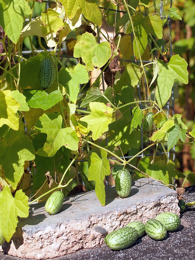 kürbisgewächse - Kürbisgewächse - Cucurbitaceae: Melonen, Gurken, Kürbisse und Zucchini - alle Verteter der nichtsukkulenten Arten - Seite 12 Pa070611