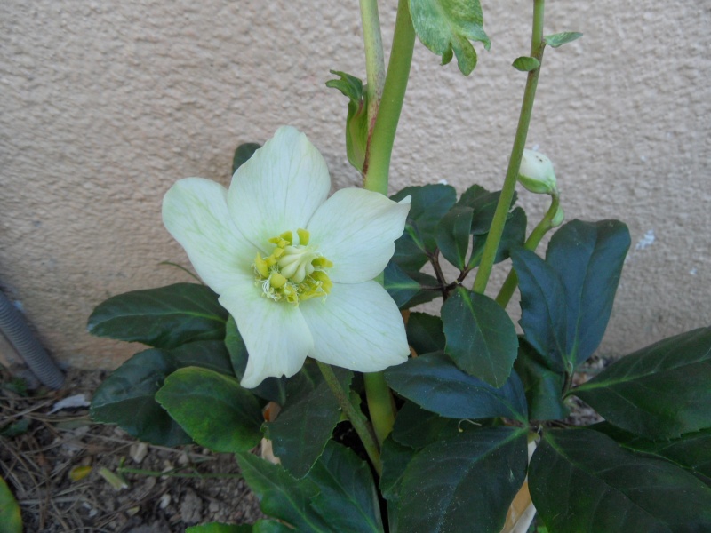 Les Hélebores. Culture, variétés. 00710