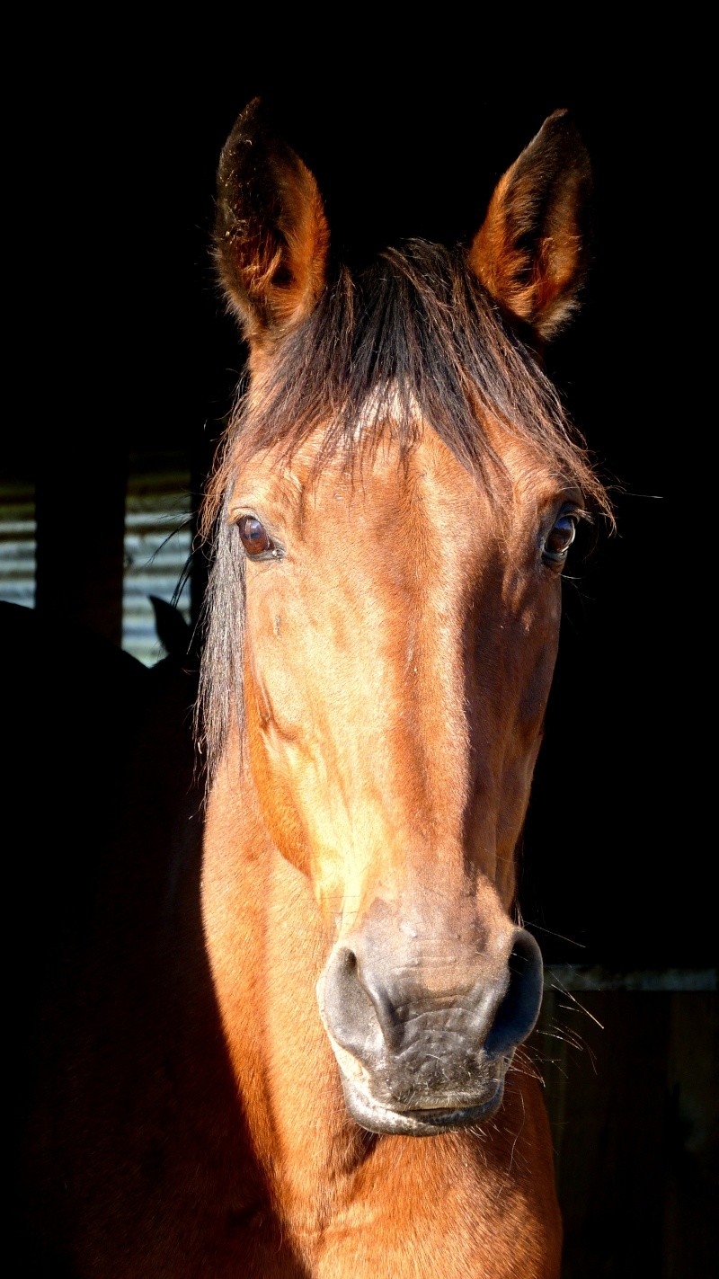 UKOSI - SF née en 1986 - adoptée en mars 2013 par Pepper Ukosi210