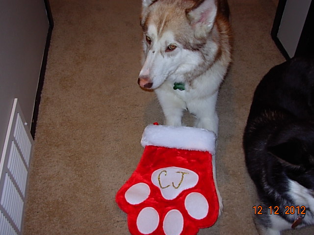 Cj & Ace waiting for Santa! Cj__ac12