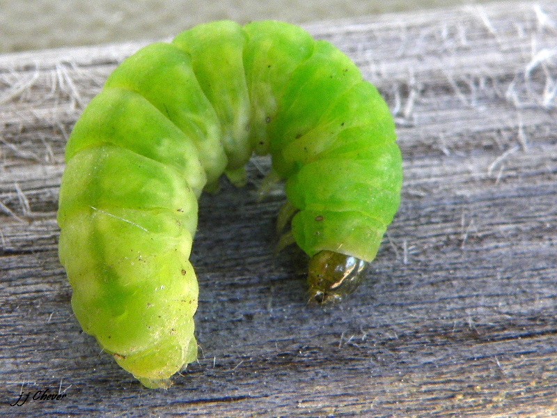 chenille de tircis en hibernation [Phlogophora meticulosa] Chenil10