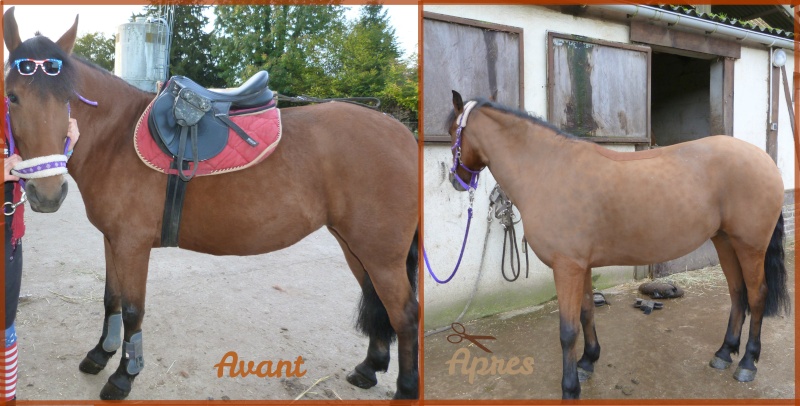 Photos de nos chevaux AVANT/APRES - Page 2 P1090010