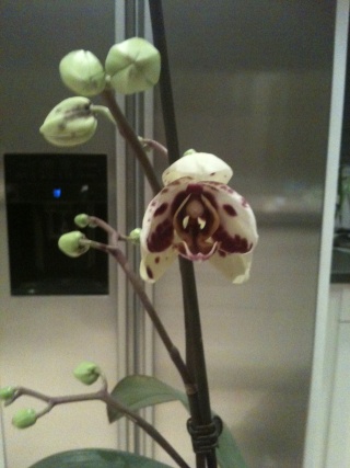 Les orchidées et autres de Lilirose2303... Photo_12