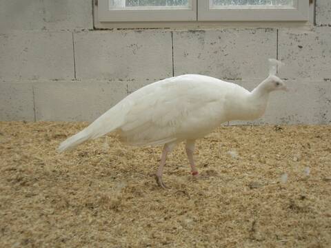 Paon Blanc Male Ou Femelle Paon Blanc Male Ou Femelle