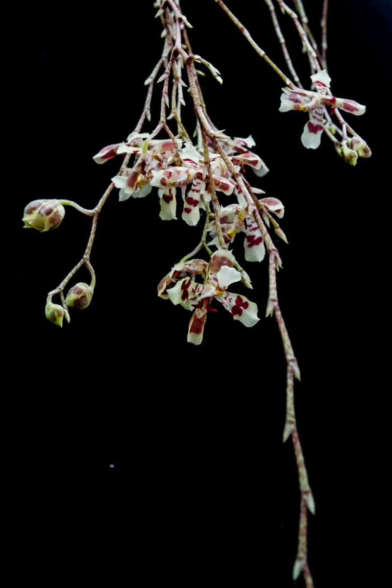 Baptistonia truncata (Oncidium truncatum) 03031916