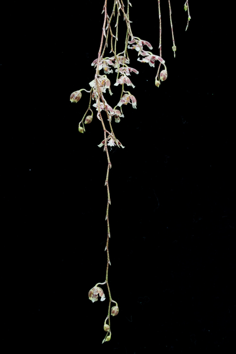 Baptistonia truncata (Oncidium truncatum) 03031920
