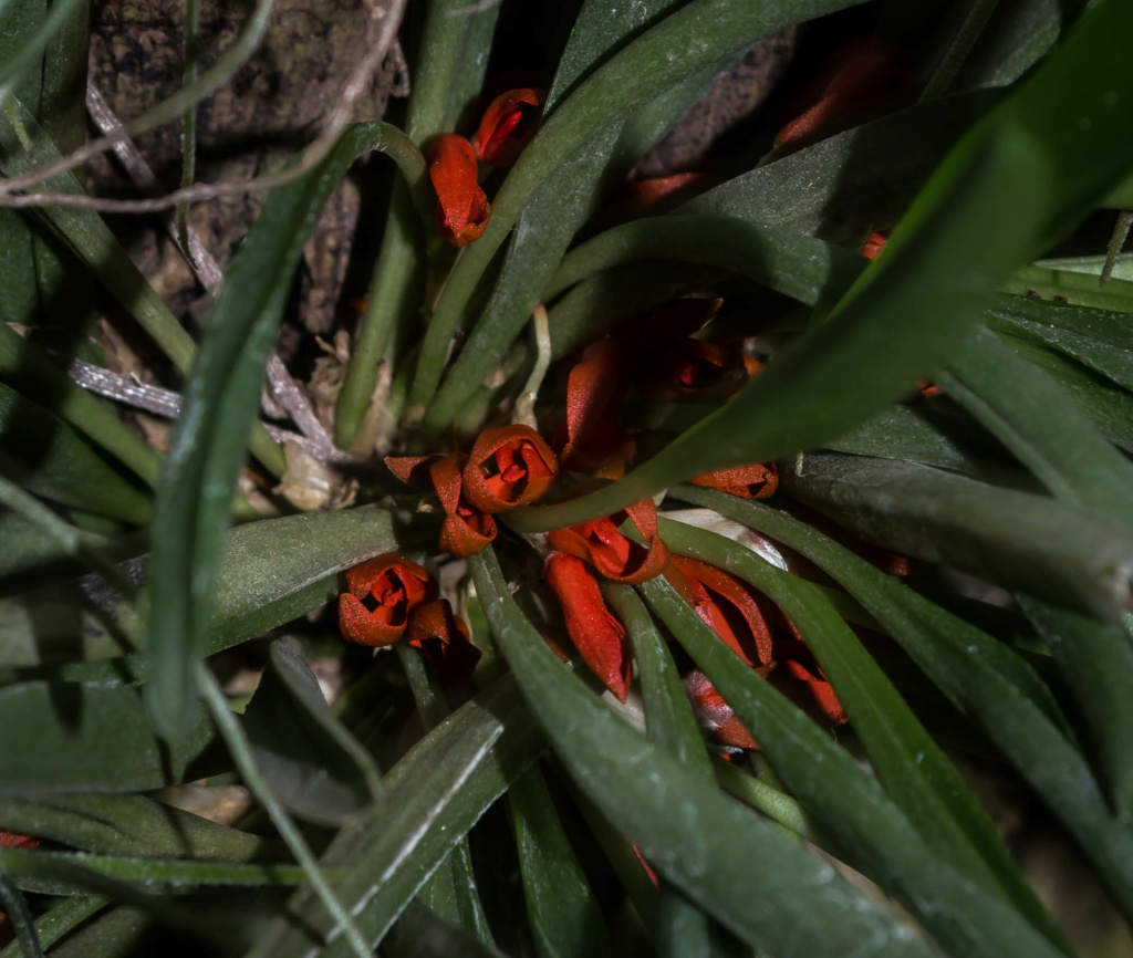 Specklinia tribuloides 'Völkerbaum' 05052019