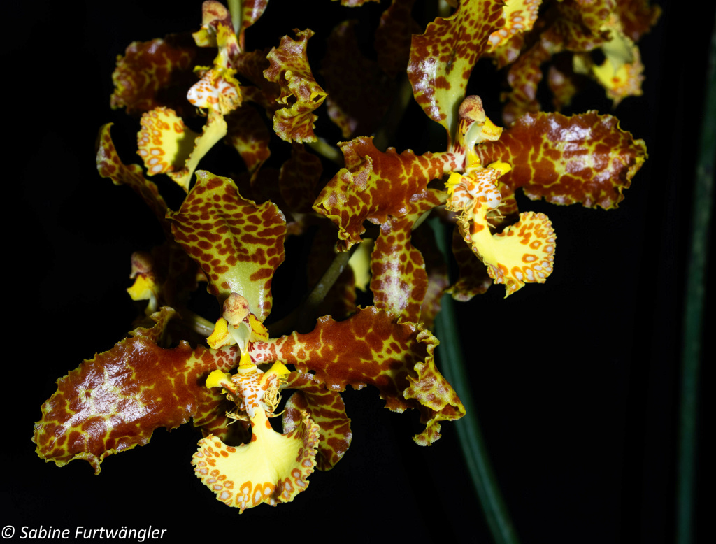 Oncidium stacyi ein rattenschwänziges Oncidium - Seite 5 08082022