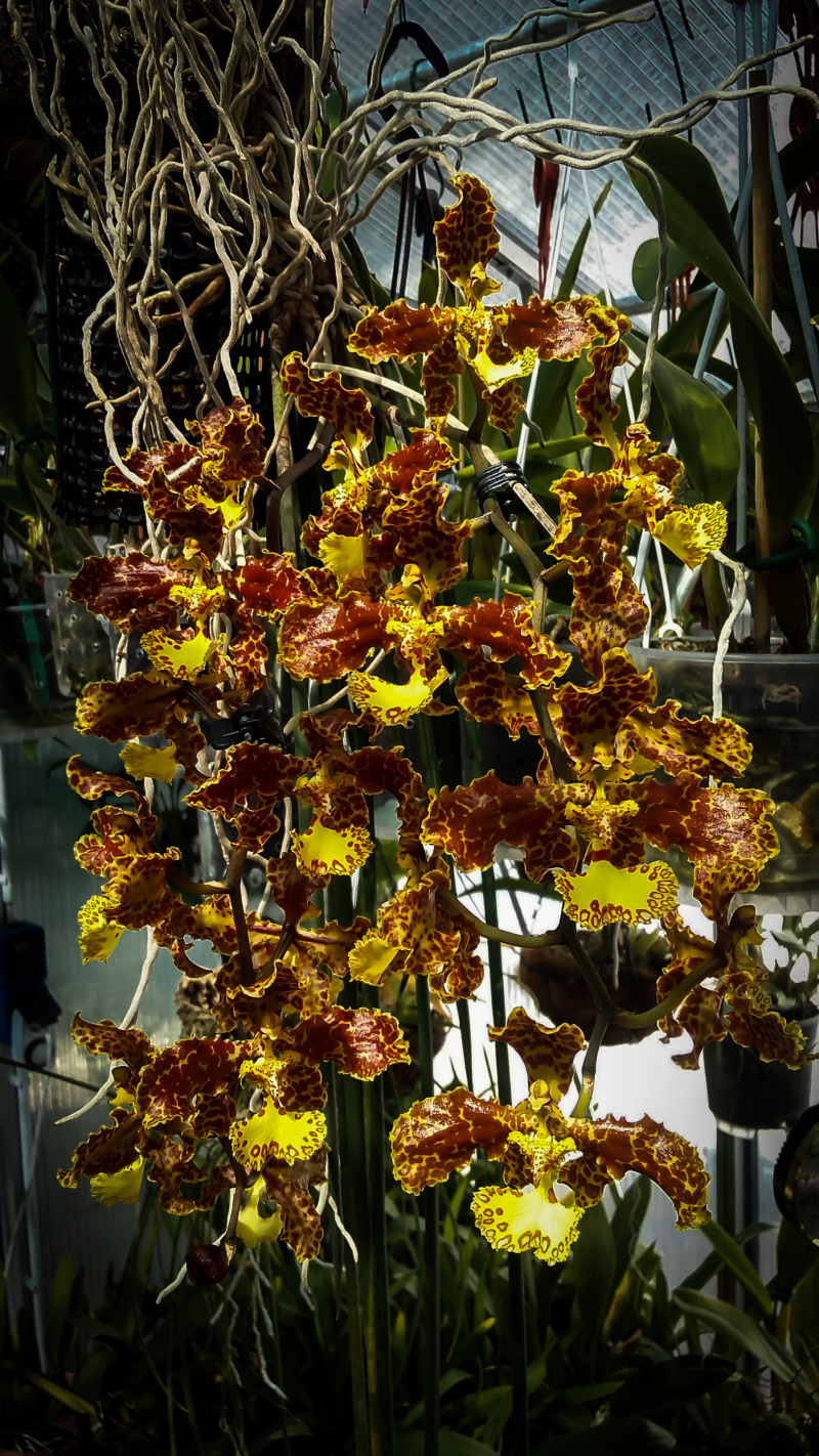 Oncidium stacyi ein rattenschwänziges Oncidium - Seite 2 12081811