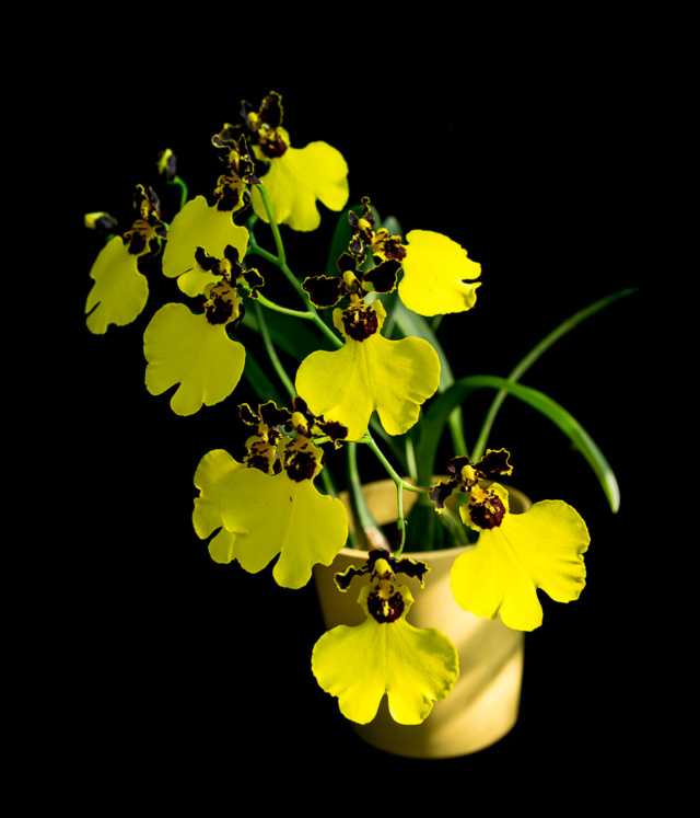 Gomesa varicosum var. rogersii/Oncidium insignis 23071910