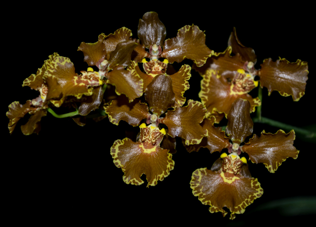 Oncidium forbesii 24122018