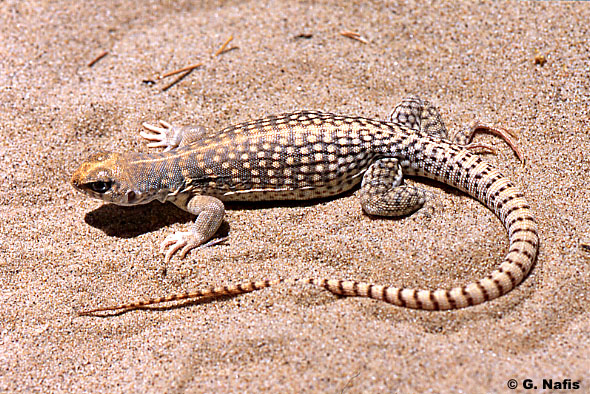 iguane du desert Iguane10