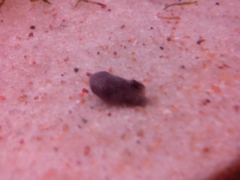 axolotl qui mangent plus Bebe_a10