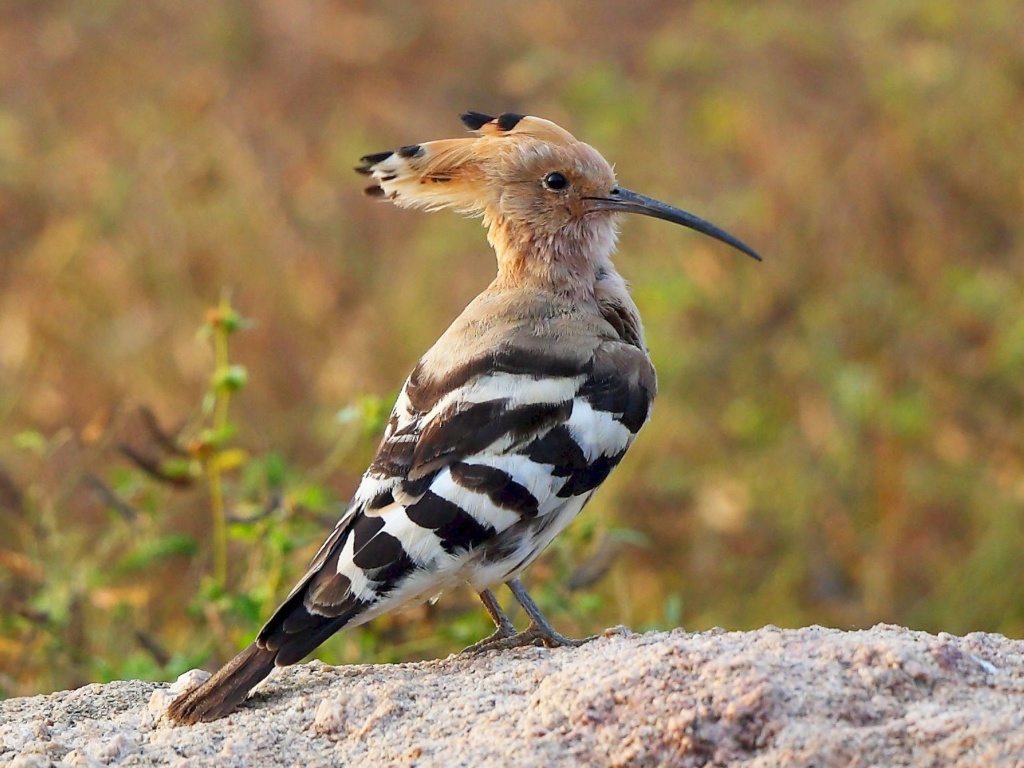 Competing with a child - memories from my youth Hoopoe10