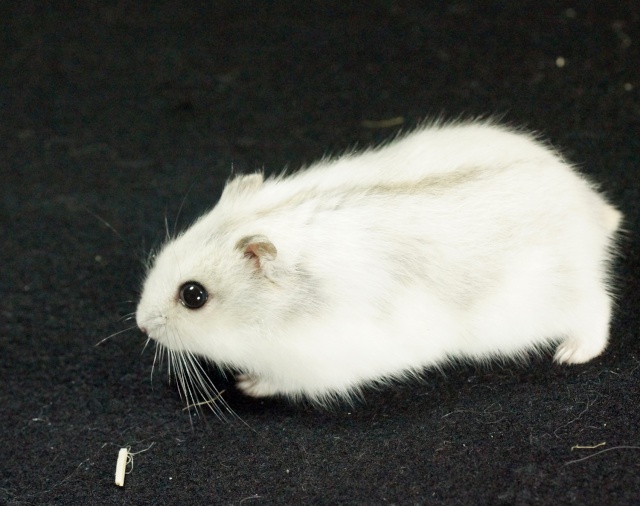 Nouveau Hamster à la maison Hamste10