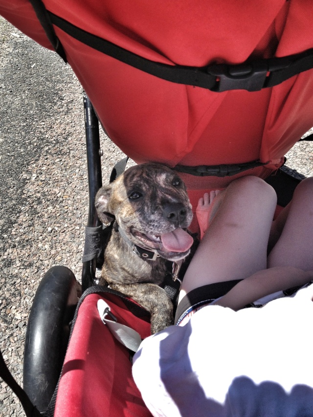 Getting out and about when your puppy is to heavy to carry!! Image20