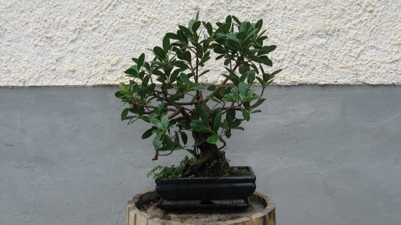 Si accettano consigli sullo stile e sul da farsi Ecco alcuni Bonsai: che ne dite? Img_0112