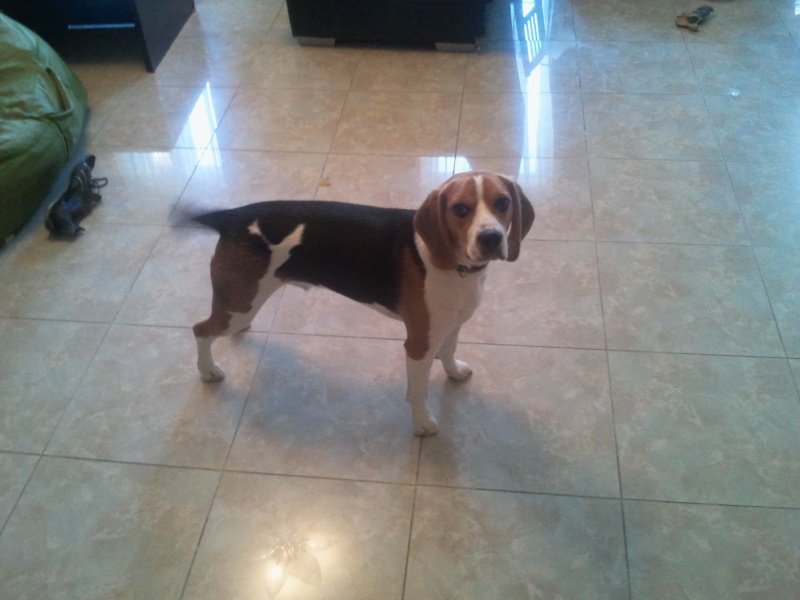 Gnocchi beagle mâle de 14 mois à adopter  2012-111
