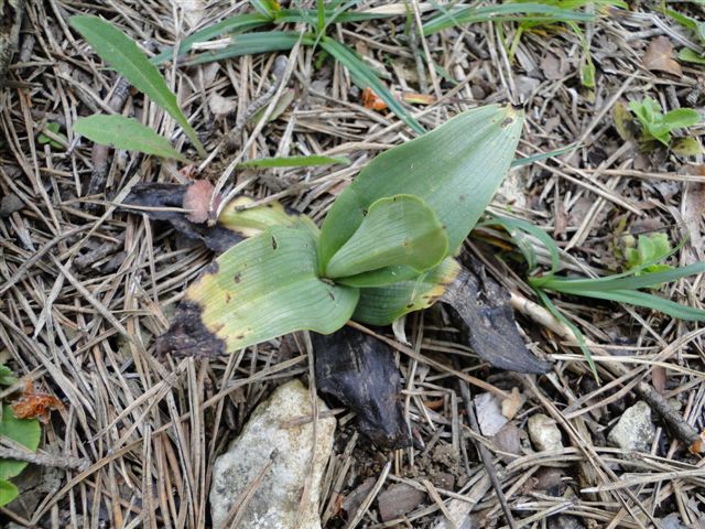 ophrys malades - enquête Dsc03410