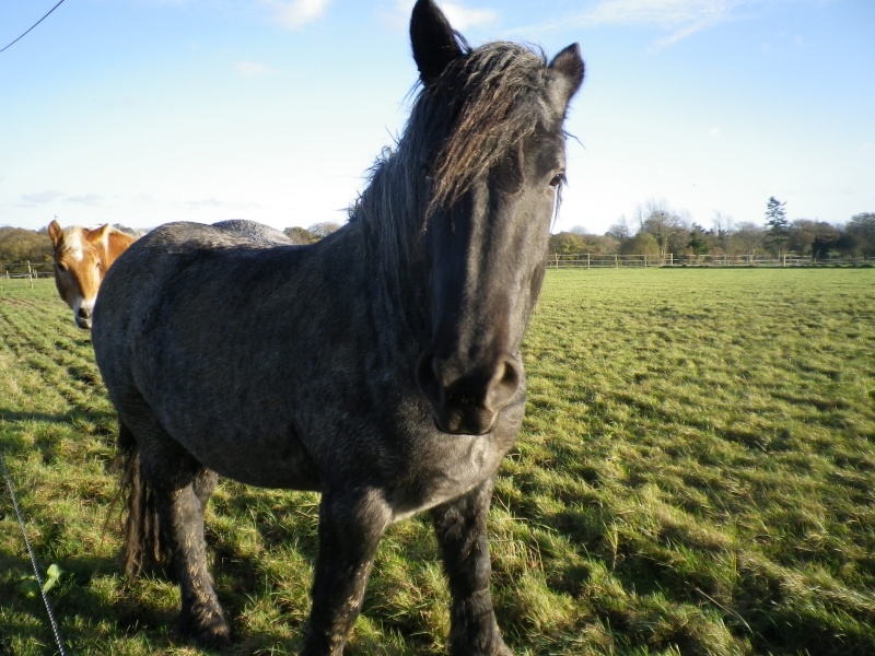 URGENCE DU DON - Boulonnais x Percheron née en 2008 - adoptée par Alter Ego Imgp1711